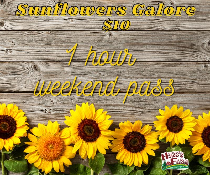 Weekend Sunflowers